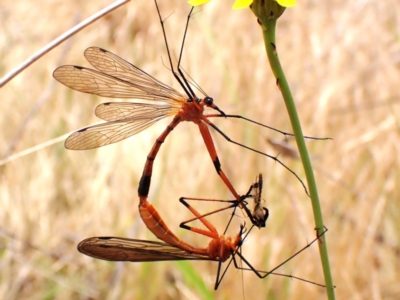 Harpobittacus sp. (genus) (Hangingfly) at Mount Painter - 21 Nov 2023 by CathB