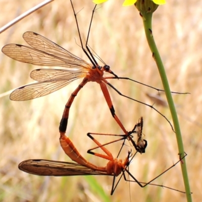 Harpobittacus (genus) (Hangingfly) at Mount Painter - 21 Nov 2023 by CathB