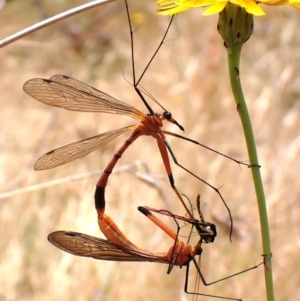 Harpobittacus sp. (genus) at Mount Painter - 21 Nov 2023