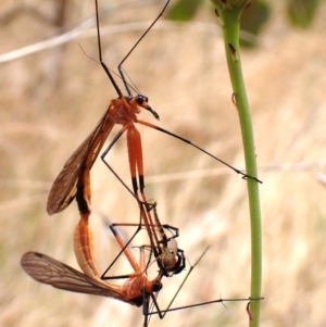 Harpobittacus sp. (genus) at Mount Painter - 21 Nov 2023