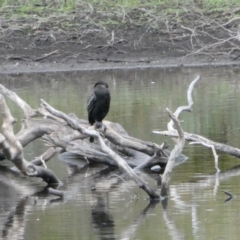 Phalacrocorax sulcirostris (Little Black Cormorant) at Googong, NSW - 14 Nov 2023 by Wandiyali