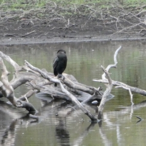 Phalacrocorax sulcirostris at QPRC LGA - suppressed