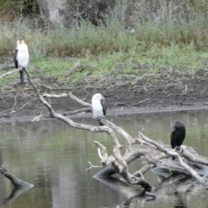 Phalacrocorax sulcirostris at QPRC LGA - suppressed