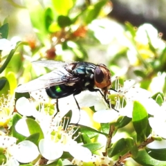 Amenia leonina group (albomaculata-leonina species group) (Yellow-headed Blowfly) at ANBG - 22 Nov 2023 by HelenCross