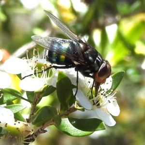 Amenia leonina group (albomaculata-leonina species group) at ANBG - 22 Nov 2023 11:03 AM