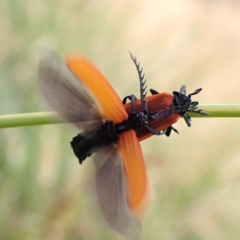 Porrostoma rhipidium (Long-nosed Lycid (Net-winged) beetle) at Belconnen, ACT - 21 Nov 2023 by CathB