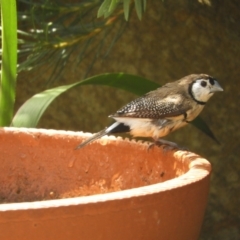 Stizoptera bichenovii (Double-barred Finch) at Murrumbateman, NSW - 22 Nov 2023 by SimoneC