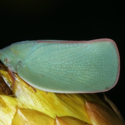 Siphanta acuta (Green planthopper, Torpedo bug) at Ainslie, ACT - 30 Dec 2022 by jb2602