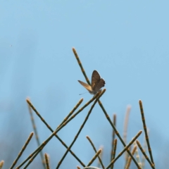 Acrodipsas aurata (Golden Ant-blue) at Goorooyarroo NR (ACT) - 22 Nov 2023 by DPRees125