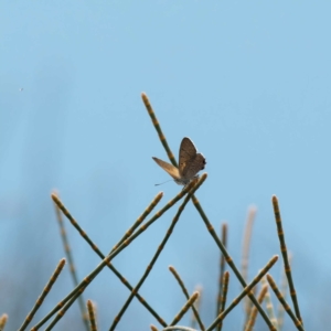 Acrodipsas aurata at Goorooyarroo NR (ACT) - suppressed