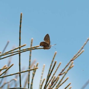 Acrodipsas aurata at Goorooyarroo NR (ACT) - suppressed