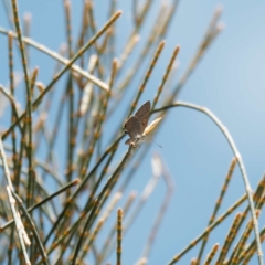 Acrodipsas aurata at Goorooyarroo NR (ACT) - 22 Nov 2023