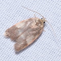 Garrha platyporphyra (A Concealer moth (Wingia Group)) at Jerrabomberra, NSW - 18 Nov 2023 by DianneClarke