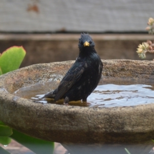 Sturnus vulgaris at Jamberoo, NSW - 22 Nov 2023