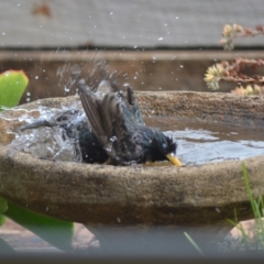 Sturnus vulgaris at Jamberoo, NSW - 22 Nov 2023 04:50 PM