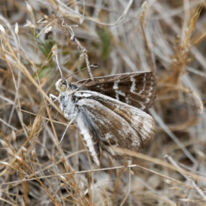 Synemon plana at Goorooyarroo NR (ACT) - 22 Nov 2023 10:48 AM