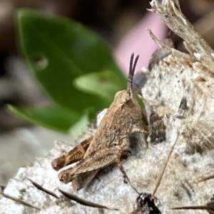 Phaulacridium vittatum at Aranda, ACT - 22 Nov 2023