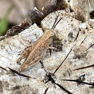 Phaulacridium vittatum at Aranda, ACT - 22 Nov 2023