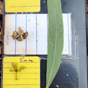 Eucalyptus mannifera subsp. mannifera at Deakin, ACT - 22 Nov 2023