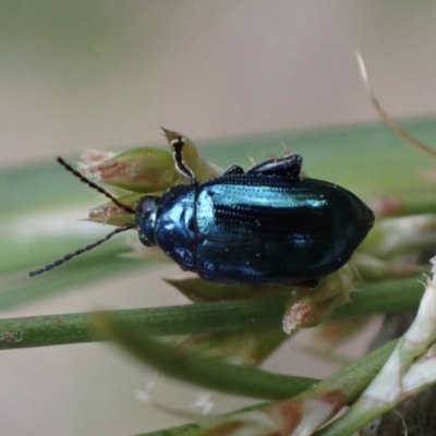 Arsipoda chrysis (Flea beetle) at Murrumbateman, NSW - 21 Nov 2023 by SimoneC