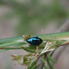 Arsipoda chrysis at Murrumbateman, NSW - 21 Nov 2023 04:41 PM