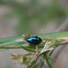 Arsipoda chrysis at Murrumbateman, NSW - 21 Nov 2023