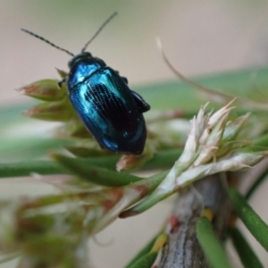 Arsipoda chrysis at Murrumbateman, NSW - 21 Nov 2023