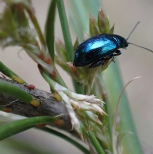 Arsipoda chrysis at Murrumbateman, NSW - 21 Nov 2023