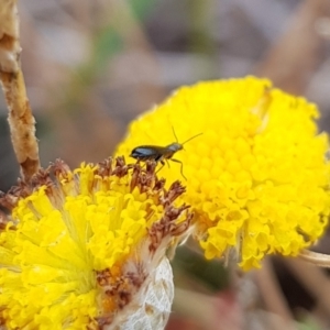 Dasytinae (subfamily) at Mulanggari NR (MUL_11) - 21 Nov 2023