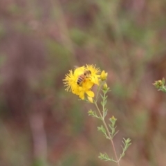 Apis mellifera (European honey bee) at Mulanggari Grasslands - 21 Nov 2023 by HappyWanderer