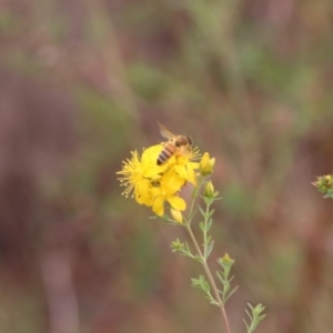 Apis mellifera at Mulanggari NR (MUL_11) - 21 Nov 2023 11:00 AM