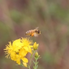 Apis mellifera at Mulanggari NR (MUL_11) - 21 Nov 2023 11:00 AM