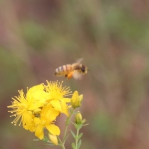 Apis mellifera at Mulanggari NR (MUL_11) - 21 Nov 2023 11:00 AM