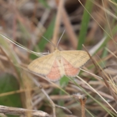 Scopula rubraria (Reddish Wave, Plantain Moth) at Mulanggari NR (MUL_11) - 21 Nov 2023 by HappyWanderer