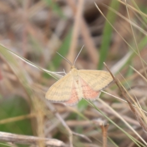 Scopula rubraria at Mulanggari NR (MUL_11) - 21 Nov 2023 11:10 AM