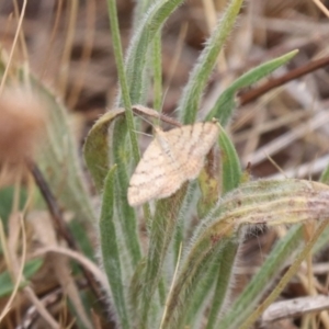 Scopula rubraria at Mulanggari NR (MUL_11) - 21 Nov 2023