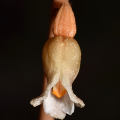 Gastrodia sesamoides (Cinnamon Bells) at Jerrabomberra, NSW - 22 Nov 2023 by DianneClarke