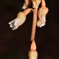 Gastrodia sesamoides at QPRC LGA - 22 Nov 2023