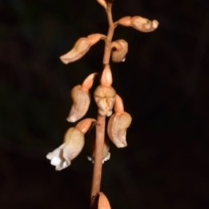 Gastrodia sesamoides at QPRC LGA - 22 Nov 2023