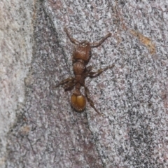 Podomyrma adelaidae (Muscleman tree ant) at Higgins Woodland - 23 Dec 2022 by AlisonMilton