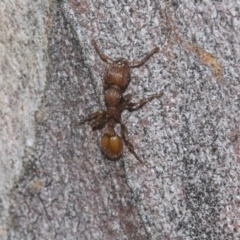 Podomyrma adelaidae (Muscleman tree ant) at Higgins Woodland - 22 Dec 2022 by AlisonMilton