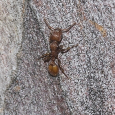 Podomyrma adelaidae (Muscleman tree ant) at Higgins, ACT - 22 Dec 2022 by AlisonMilton