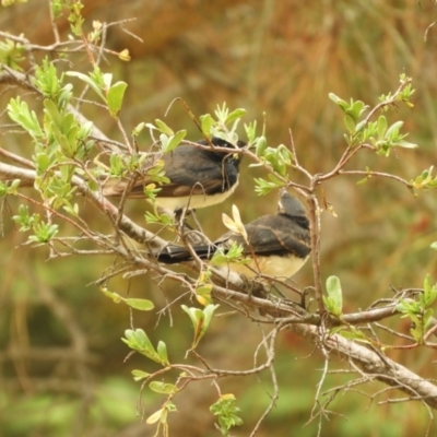 Rhipidura leucophrys (Willie Wagtail) at Murrumbateman, NSW - 20 Nov 2023 by SimoneC