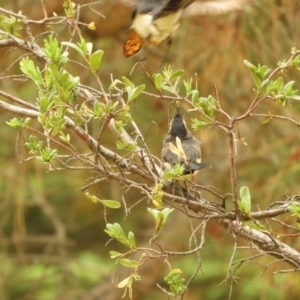 Rhipidura leucophrys at Murrumbateman, NSW - 20 Nov 2023