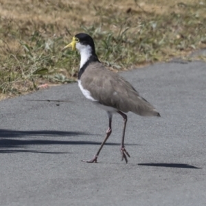 Vanellus miles at Strathnairn, ACT - 22 Nov 2023 09:07 AM