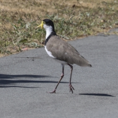 Vanellus miles (Masked Lapwing) at Strathnairn, ACT - 22 Nov 2023 by AlisonMilton