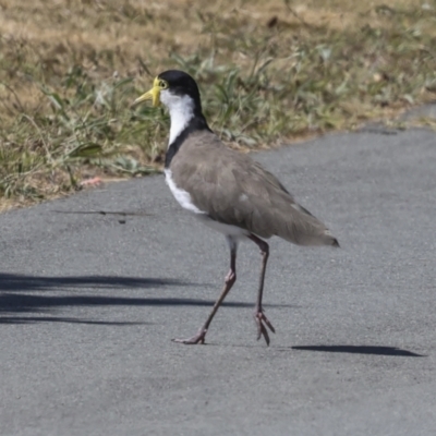 Vanellus miles (Masked Lapwing) at Strathnairn, ACT - 21 Nov 2023 by AlisonMilton