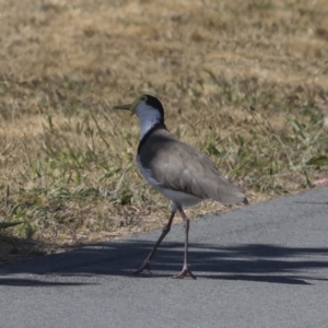 Vanellus miles at Strathnairn, ACT - 22 Nov 2023 09:07 AM