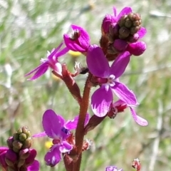 Stylidium graminifolium (Grass Triggerplant) at Yaouk, NSW - 18 Nov 2023 by JARS