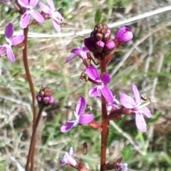 Stylidium montanum at Yaouk, NSW - suppressed